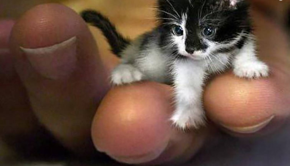 عکس/ کوچکترین گربه جهان!