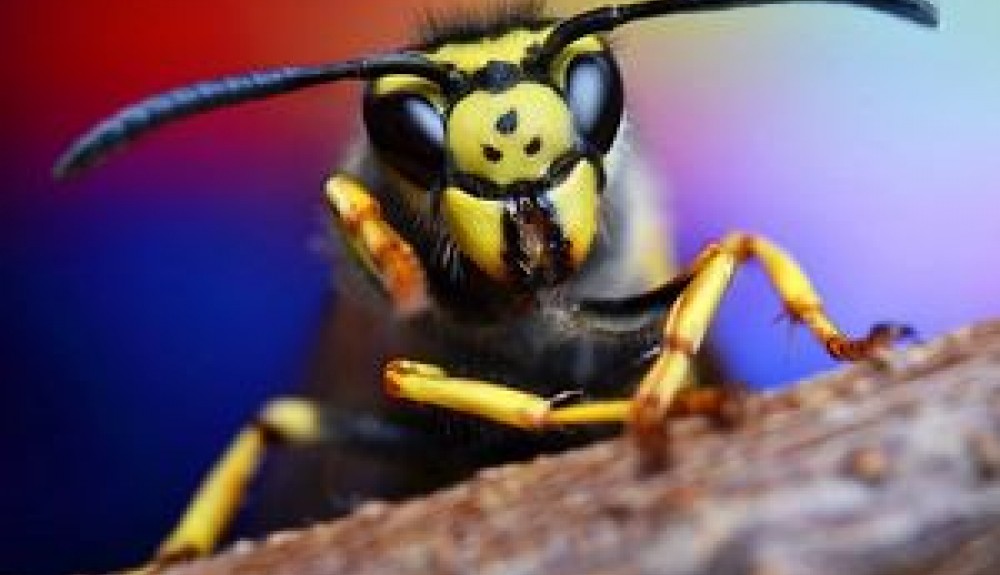 زنبورها توانایی تشخیص چهره دارند! +عکس