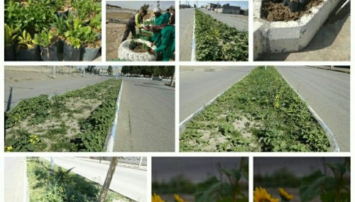 کاشت گل و گیاهان زینتی در میادین و بلوارهای شهر توسط شهرداری زهک