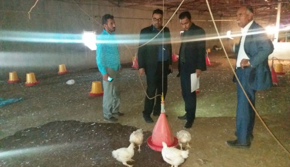 کشف و معدوم سازی نیم تن مرغ در شهرستان زهک