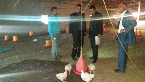 کشف و معدوم سازی نیم تن مرغ در شهرستان زهک